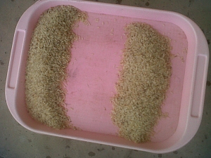 Separating the sand from the rice by picking one by one to one side of the tray