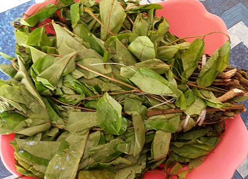 Photo of A bunch of oha leaves A bunch of oha leaves