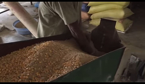 Grinding a mixture of Maize used for poultry feed formulation
