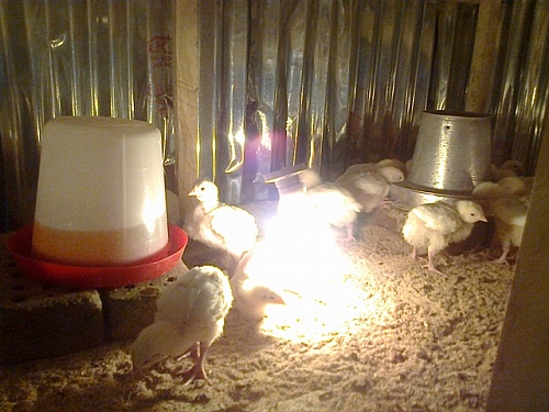 For the chicks to stay healthy, you need to provide warmth in the night and light for eating. The more they eat, the bigger the birds get and the profit because bigger birds entails more money