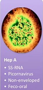 Hepatitis A virus characteristics