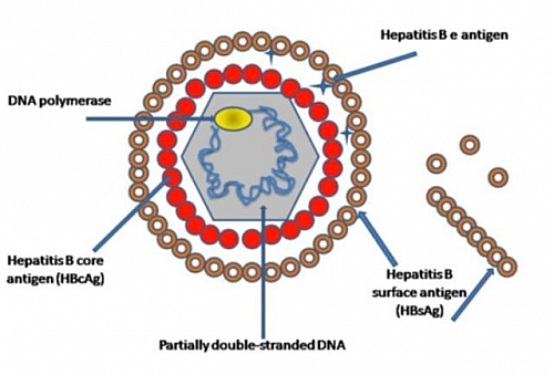 Structure and Antigens of the Hepatitis B Virus