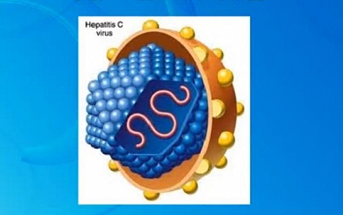 Hepatitis C virus structure