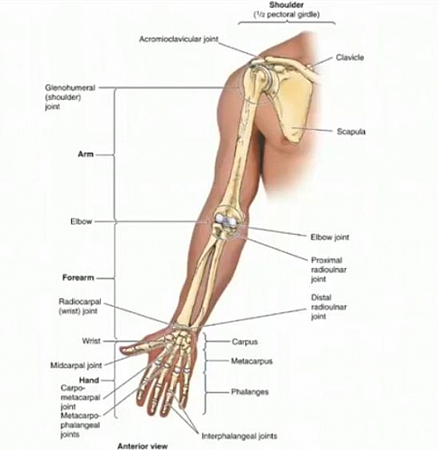 Structure of the Upper Limb showing the shoulder, the arm, the forearm, wrist and hand which are the structures affected mostly in sports injuries