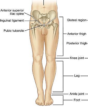 Structure of the Lower Limb showing the Thigh, the Knee, Leg, Ankle and Foot which are affected mostly in Sports Injuries