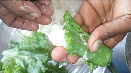 Process of wrapping water yam paste with lettuce