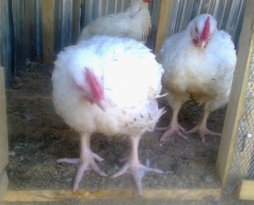 Example of how big broilers can become when they are 8 weeks old