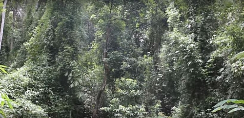Tropical rainforest plants