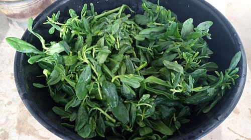 Water leaf is usually combined to make afang soup