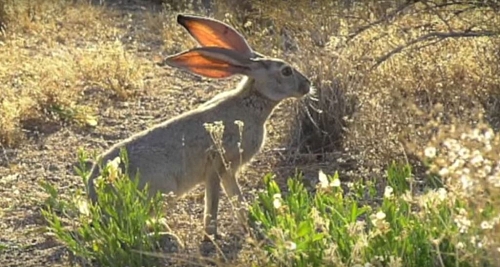Another medium animals in the desert biome are the Jack rabbits, they are nocturnal (feeding mainly from sun-set to sunrise)