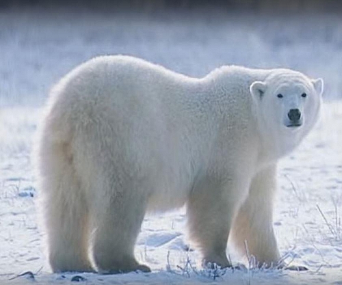 Polar bears live in the ice as well as other animals