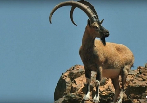 Numerous animals survive in chaparral biome including wild goats