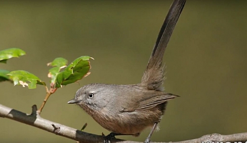 Wrentit is also dominant in chaparral biome