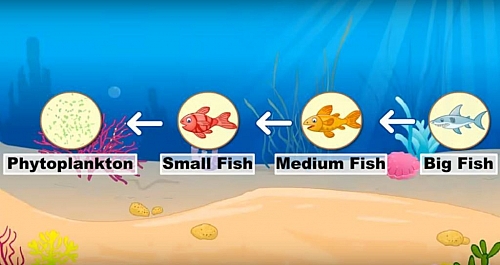 Example of food chain in marine/ocean ecosystem = phytoplankton  small fish  medium fish (seal )Killer whale