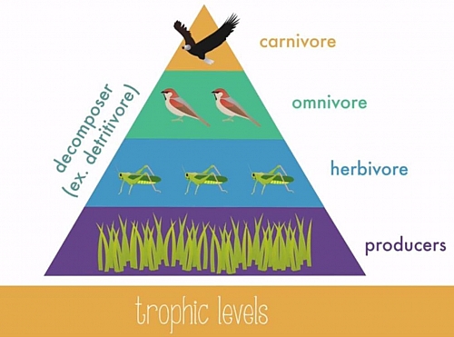 A diagram showing how energy is transfered within four trophic levels in a food chain