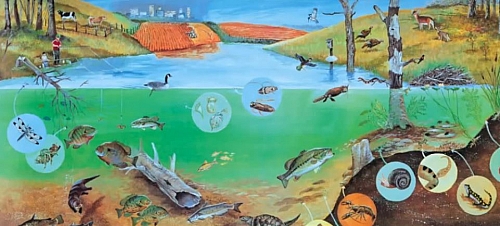 Picture of ecology- this shows how different organisms are interacting together in a single community