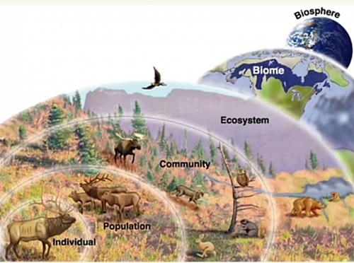 Diagram showing ecological levels of organisation