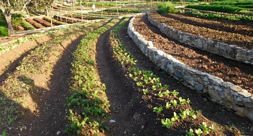 Terrace farming in Langtang