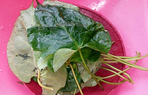 Picture of utazi leaf (bitter herbs)
