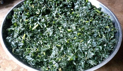 Photo of Drying of bitter leaf in a tray. Bitter leaf can be preserved simply by drying it under the sun and then store on a dry shelf Drying of bitter leaf in a tray. Bitter leaf can be preserved simply by drying it under the sun and then store on a dry shelf