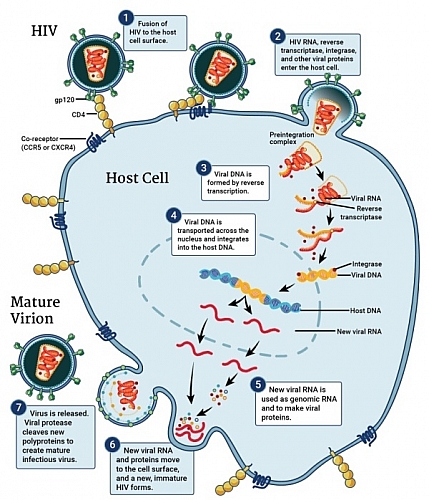HIV Replication cycle picture diagram