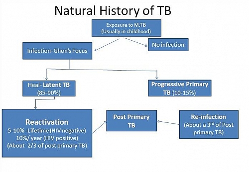 Pulmonary Tuberculosis Pathophysiology