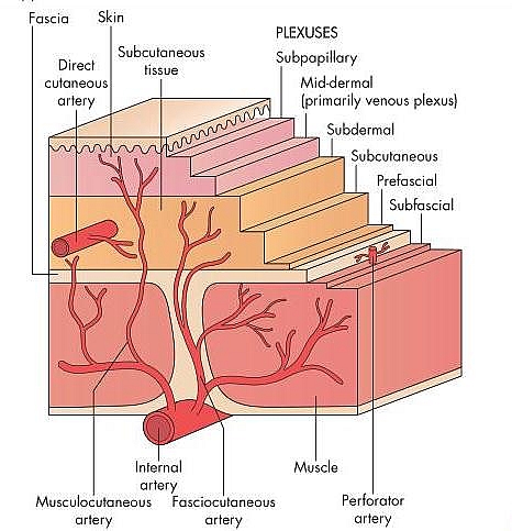 Layers of the skin: to understand the difference between split thickness skin grafts and full thickness skin graft, it is good to know the different layers of the skin