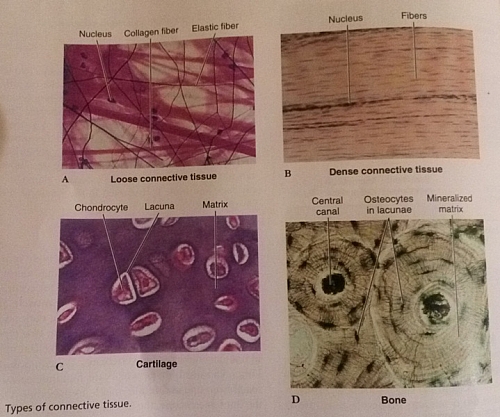 DIfferent Types of Connective Tissues of the body