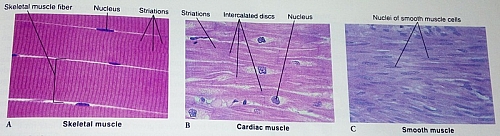 Muscular tissues Types - Different types of Muscles