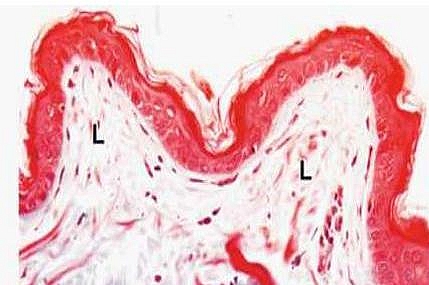 Loose areolar connective tissue of a gland