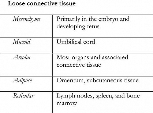 Types of Loose Connective Tissue with their location