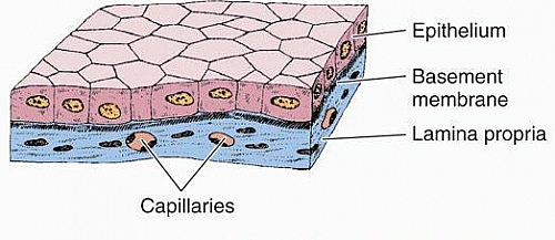 Slide showing simple cuboidal epithelial cells how the epithelial cells are cuboidal in section and hexagonal in surface view