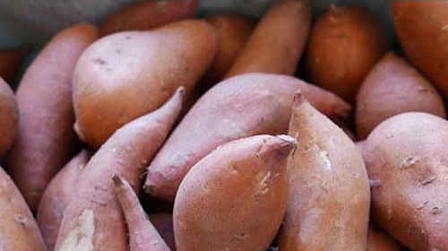 Picture of Purple sweet Potatoes. These have smoother skin whereas Yams have rough skin. Potatoes are smaller than yams