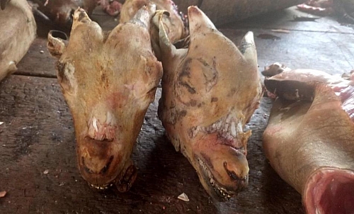 Picture of Goat heads