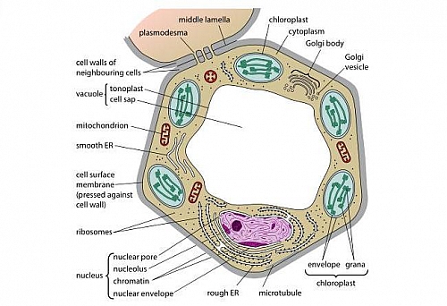 Labeled Plant cell diagram showing different plant cell parts and their organelles. This is the ultrastructure as seen with an electron microscope