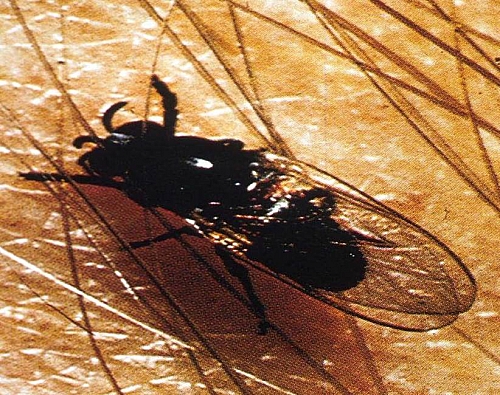 Black fly that spreads Onchocerca volvulus infection