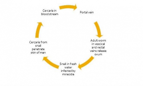 Simplified diagram of Schistosoma mansoni life cycle