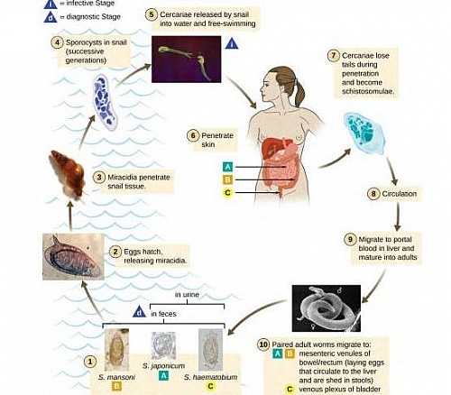 Life cycle of Schistosoma japonicum and other Schistosoma species