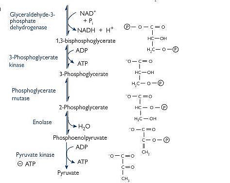 Photo of Glycolytic pathway showing the energy generation phase Glycolytic pathway showing the energy generation phase