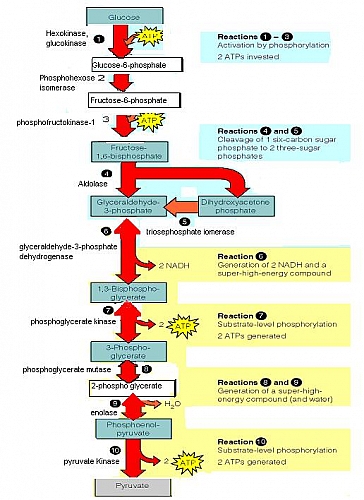 Diagram of the 10 steps of glycolysis