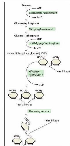 Process of Glycogen synthesis (Glycogenesis) showing the enzymes of glycogenesis