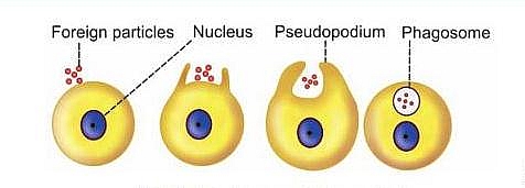 Steps of Phagocytosis