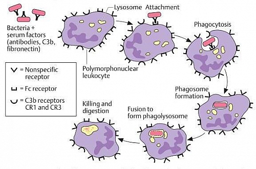 Steps and Mechanism of Phagocytosis