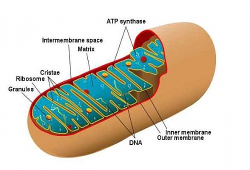 Labelled diagram of Mitochondria