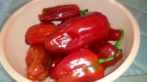 red bell peppers for paprika