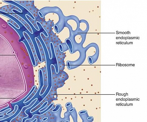 Diagram showing free Ribosomes scattered in the cytosol of a cell