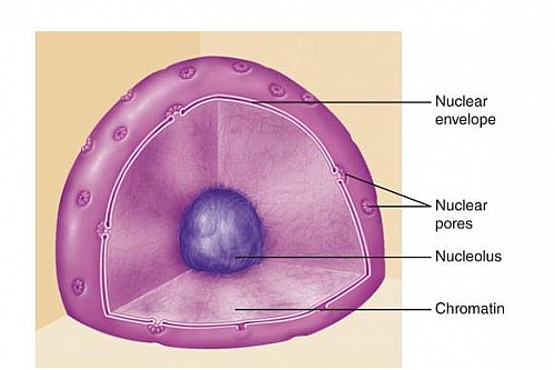 Nucleus Structure and Labelled Diagram