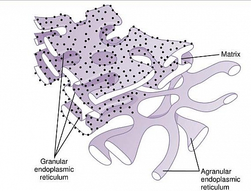 Endoplasmic reticulum diagram and structure