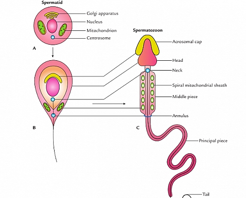Spermiogenesis Process