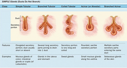 Diagram of Different Types of Simple Exocrine Glands and their Examples